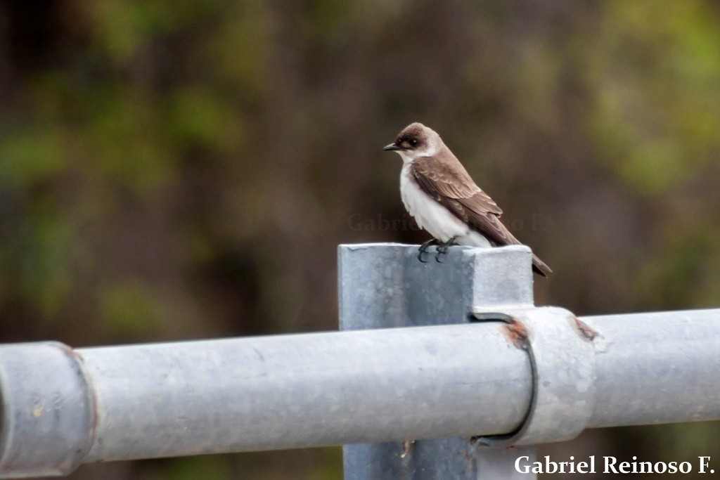 Brown-chested Martin - ML38121711