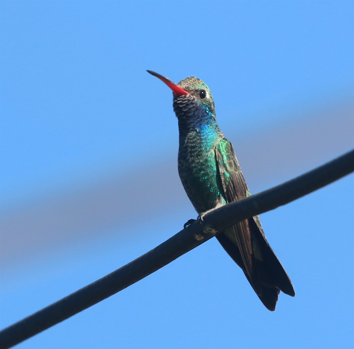 Broad-billed Hummingbird - ML381218001