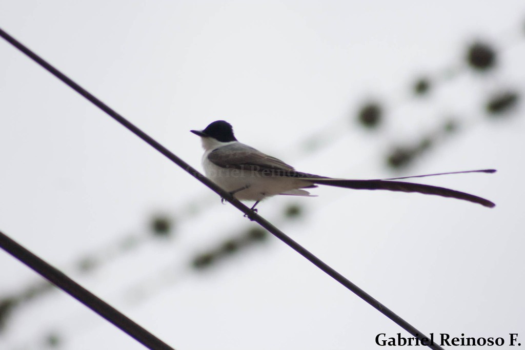 Fork-tailed Flycatcher - ML38121891