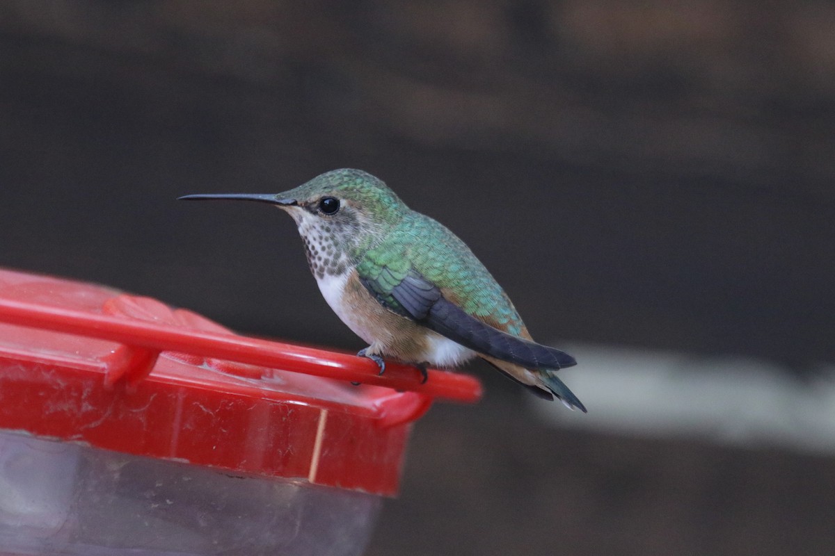 Allen's Hummingbird - ML381220901