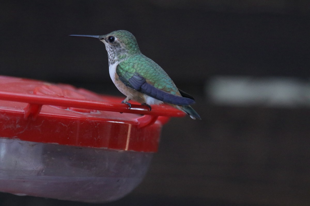 Allen's Hummingbird - ML381221141