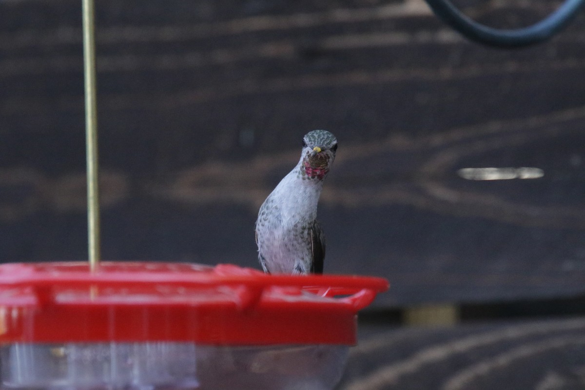 Anna's Hummingbird - ML381221251