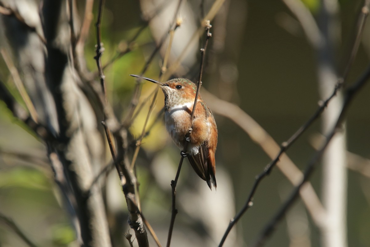 Allen's Hummingbird - ML381221311