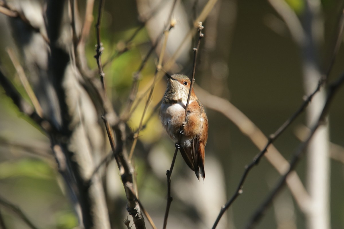 Allen's Hummingbird - ML381221351