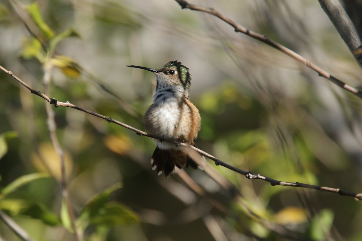 Allen's Hummingbird - ML381221371