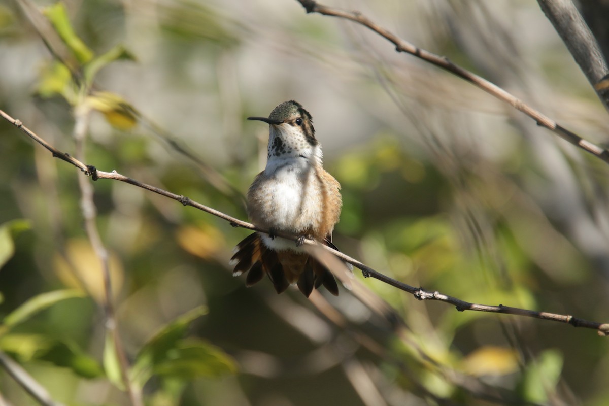 Allen's Hummingbird - ML381221411