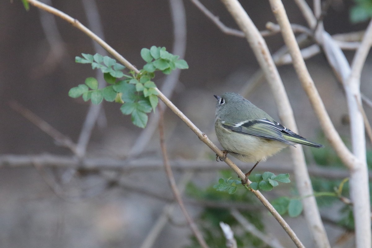 Ruby-crowned Kinglet - ML381221651