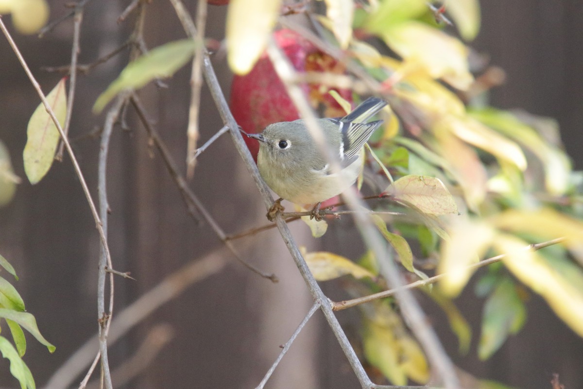 Ruby-crowned Kinglet - ML381221681