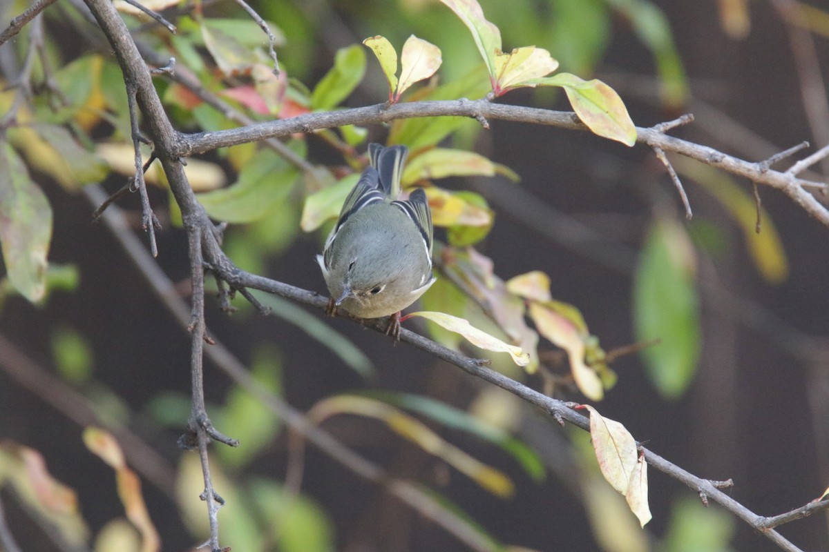 Ruby-crowned Kinglet - ML381221701