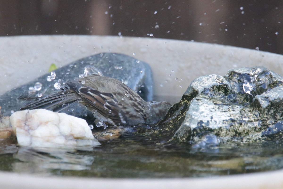 White-crowned Sparrow (Gambel's) - ML381221801