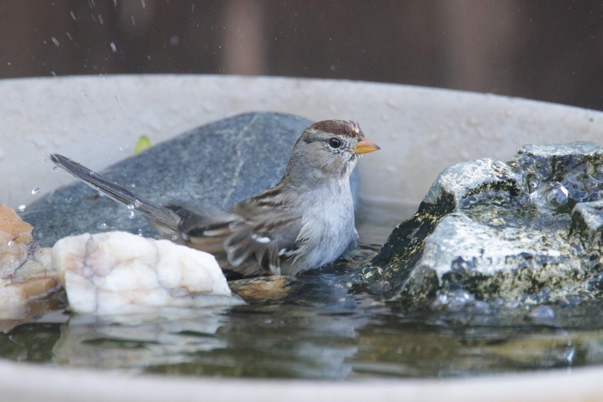 White-crowned Sparrow (Gambel's) - ML381221841