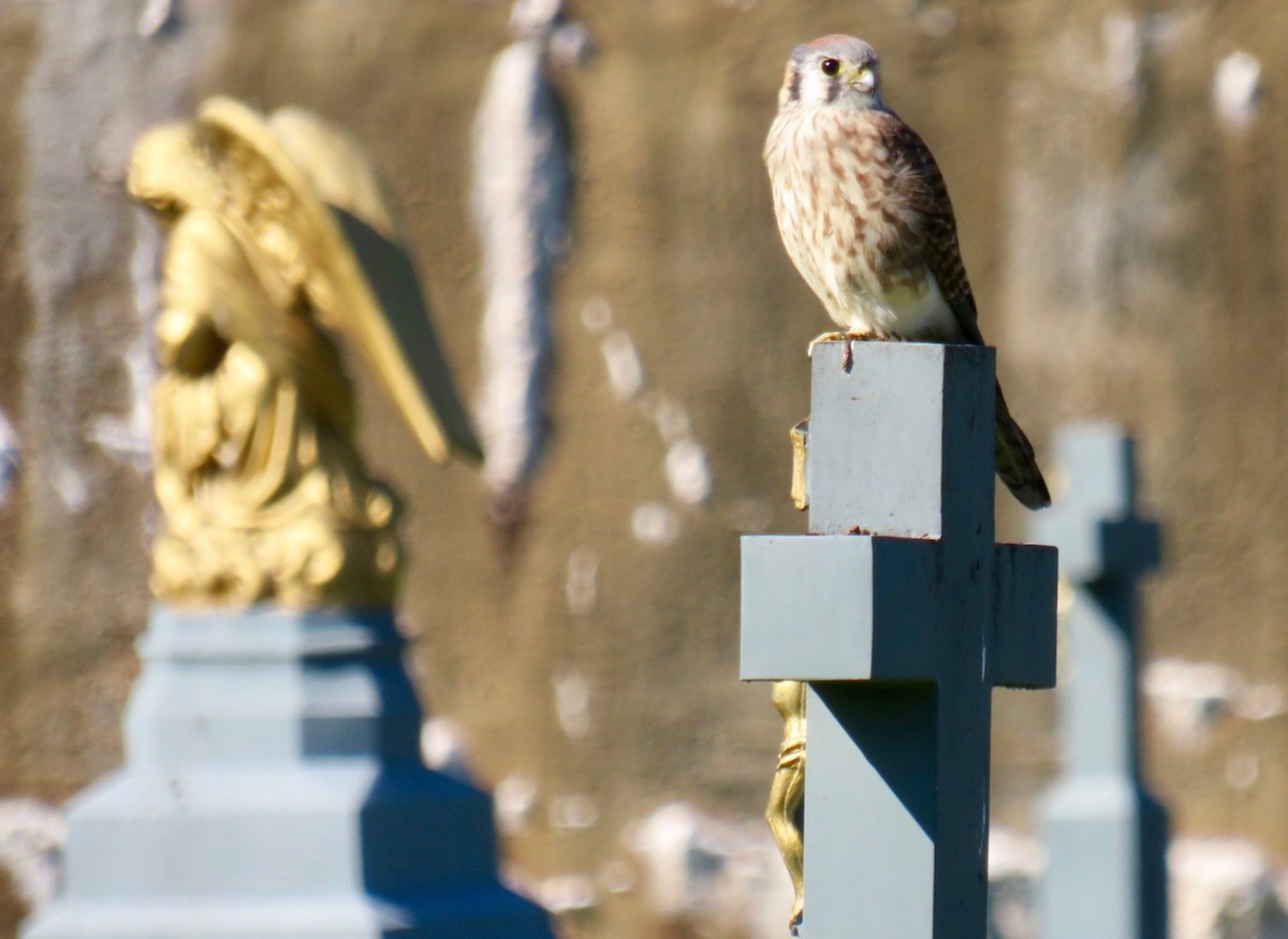 American Kestrel - ML381222891