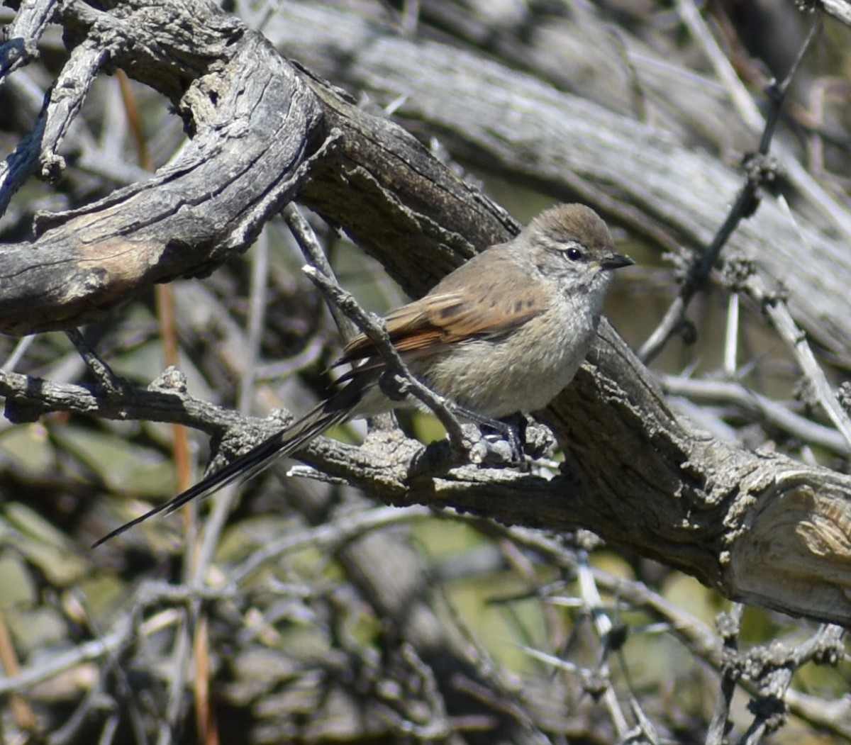 Tijeral Colinegro - ML381223011