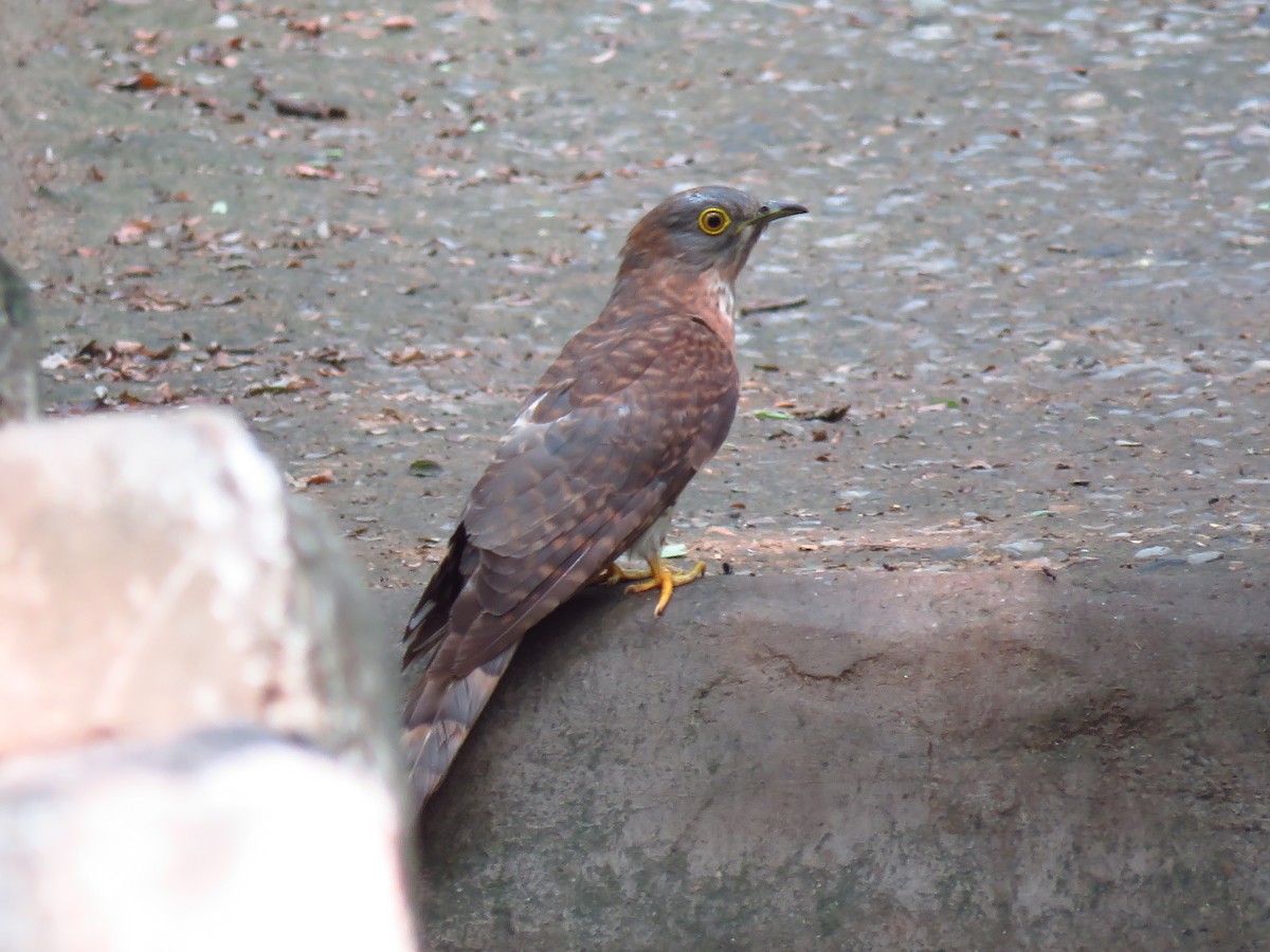 Common Hawk-Cuckoo - ML38122601