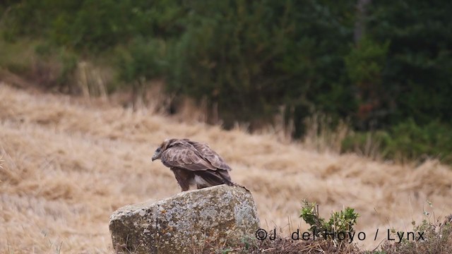 Common Buzzard - ML381226451