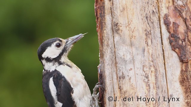 Great Spotted Woodpecker - ML381226501