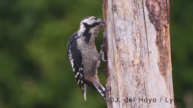 Great Spotted Woodpecker - ML381226511