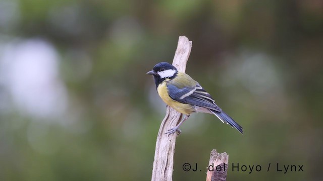 Great Tit - ML381226521