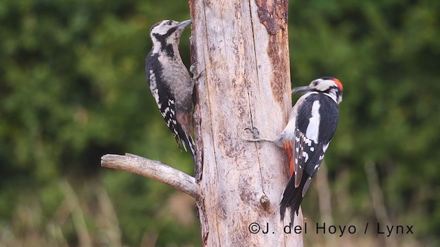 Great Spotted Woodpecker - ML381226561