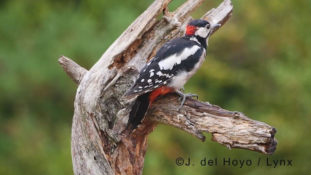 Great Spotted Woodpecker - ML381226621