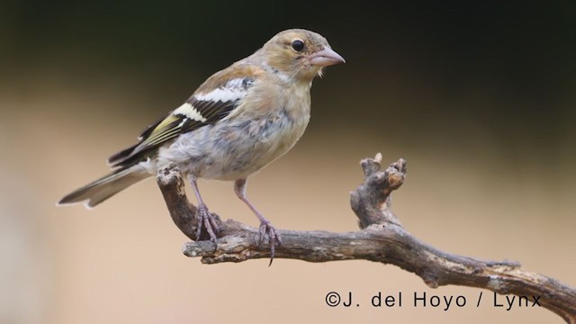 Common Chaffinch - ML381226661