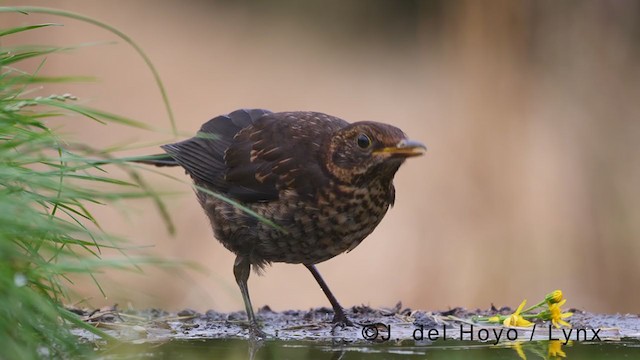 Eurasian Blackbird - ML381226721