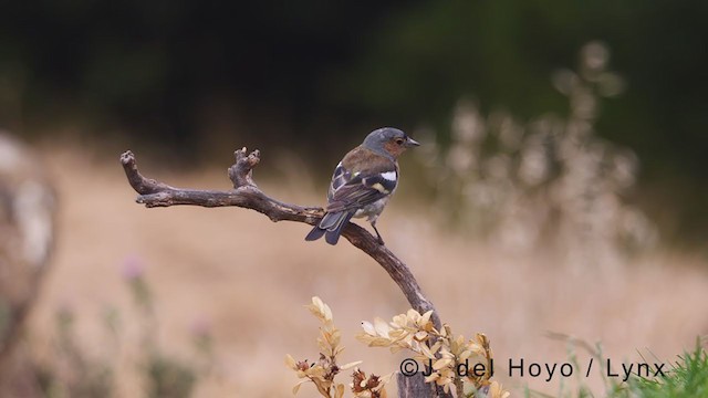 Common Chaffinch - ML381226851