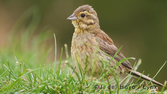 Cirl Bunting - ML381227011