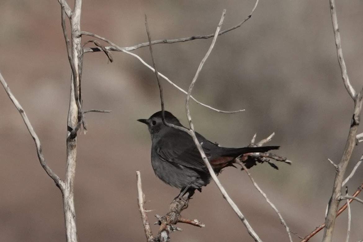 Gray Catbird - ML381227381