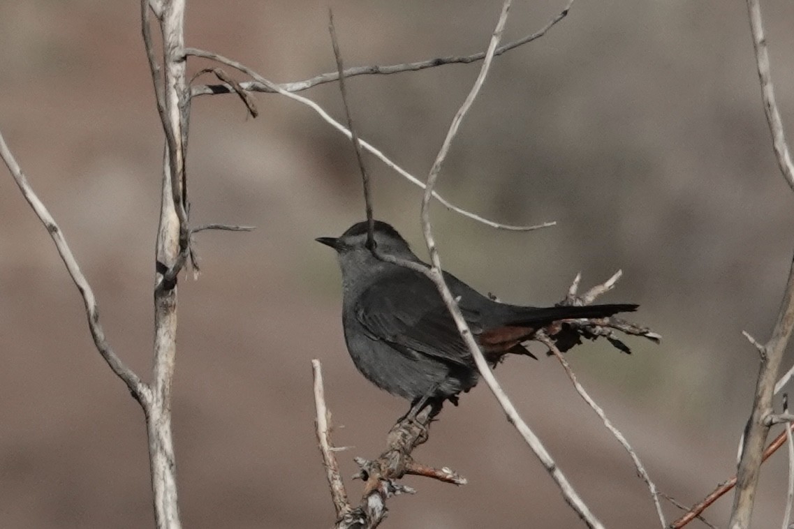 Gray Catbird - ML381227391