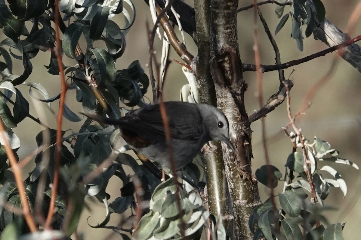 Gray Catbird - ML381227401