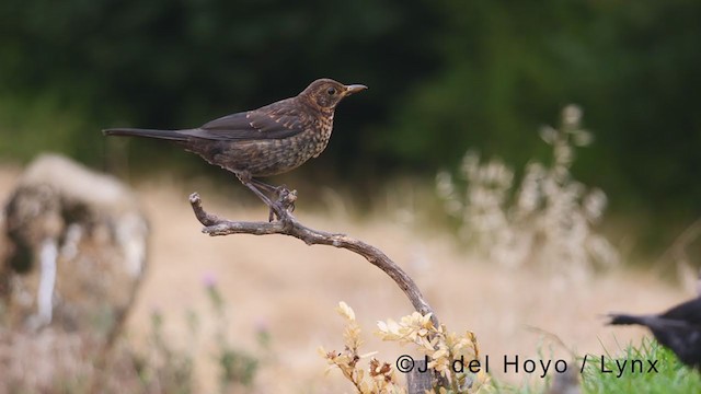 Eurasian Blackbird - ML381228211