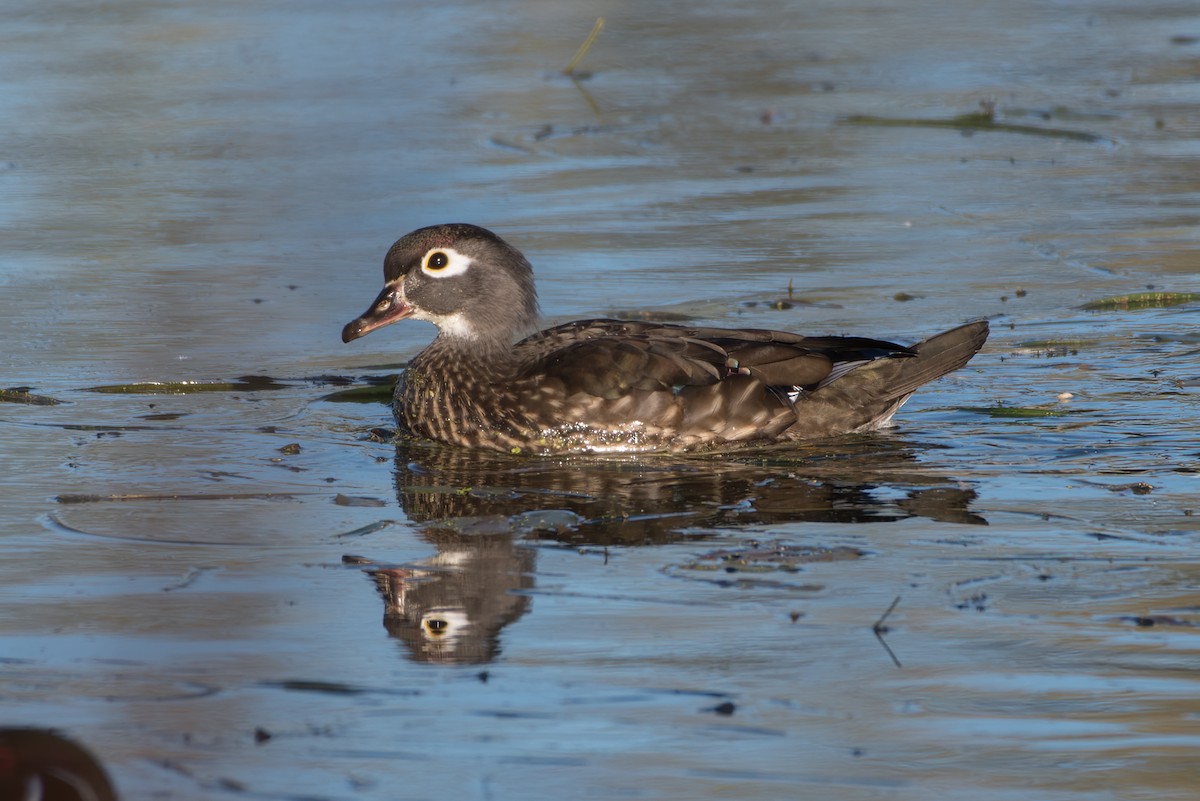 Wood Duck - Phil Harvey