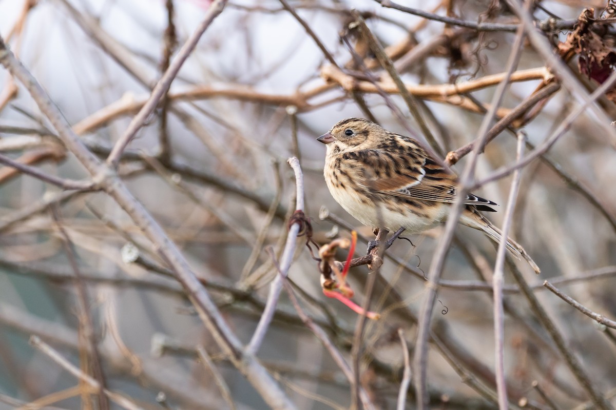 Lapland Longspur - ML381230231