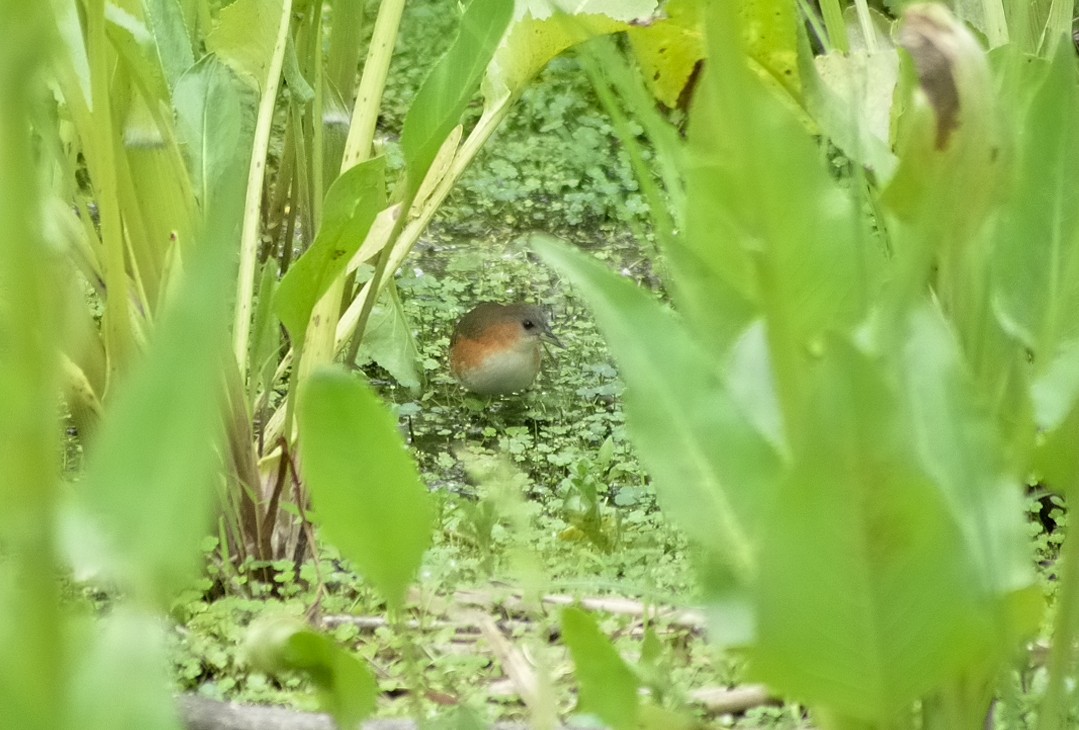 Rufous-sided Crake - ML38123111