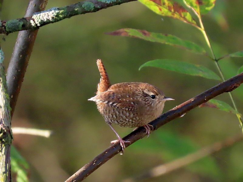 Winter Wren - ML381231441