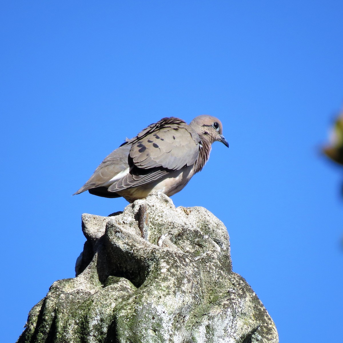 Eared Dove - ML381231851