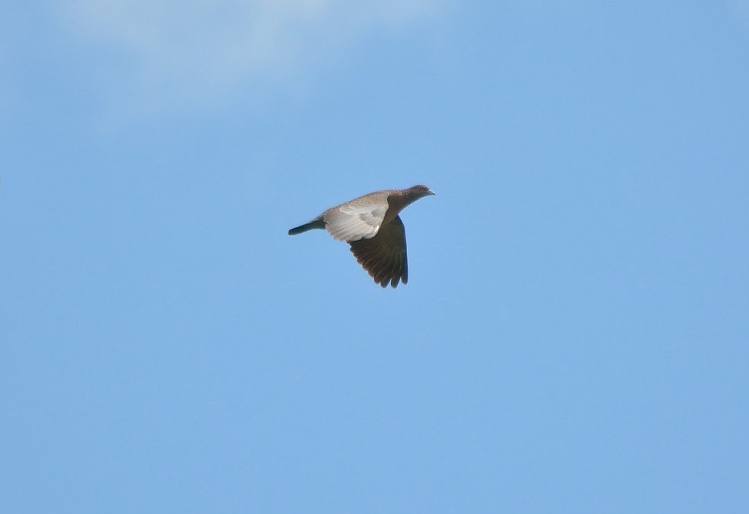 Picazuro Pigeon - ML38123201