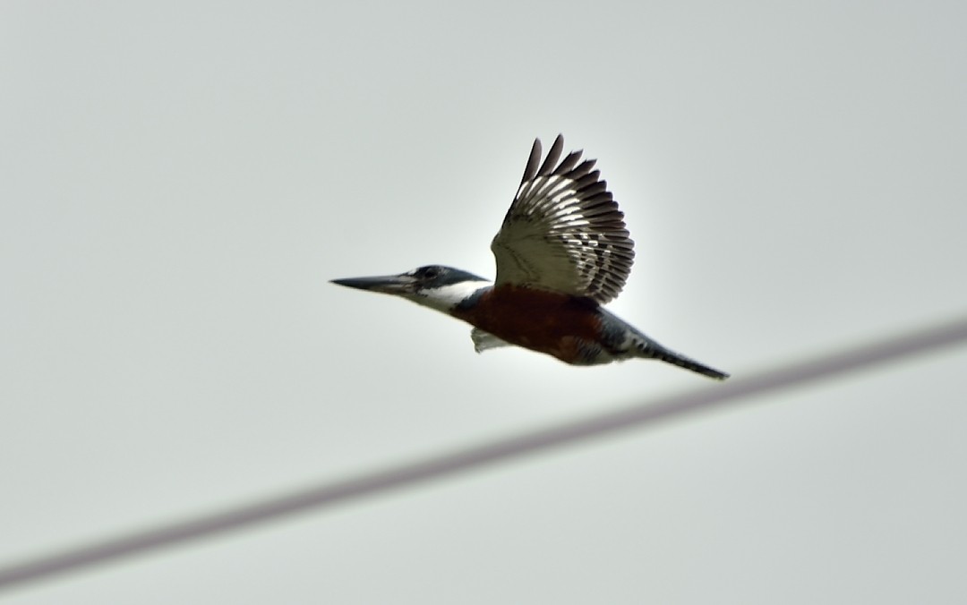 Ringed Kingfisher - ML38123251