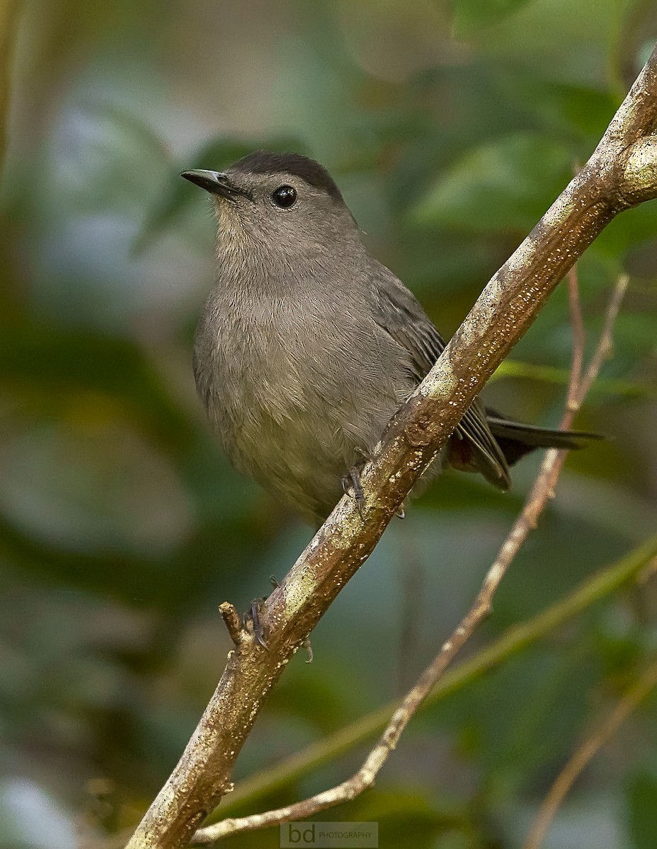 Gray Catbird - ML381233251