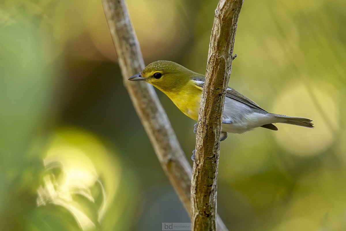 Yellow-throated Vireo - ML381233481