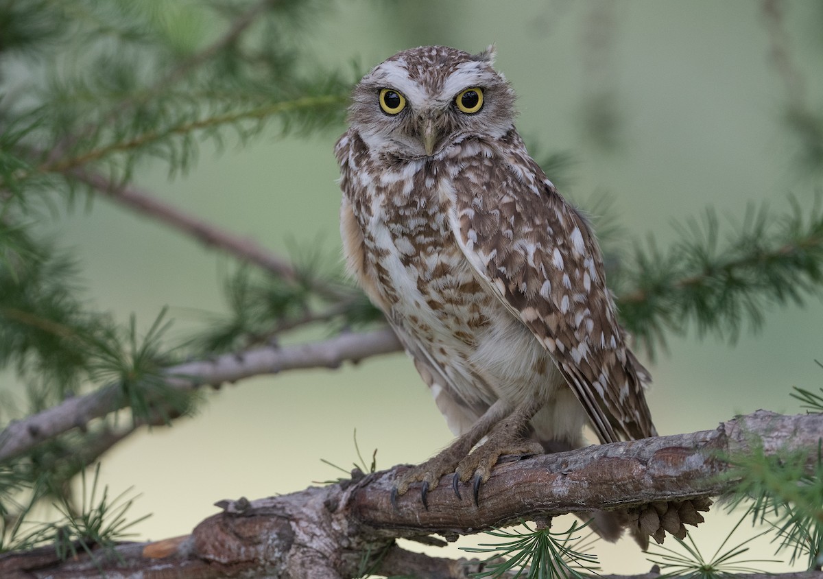 Burrowing Owl - ML381233651