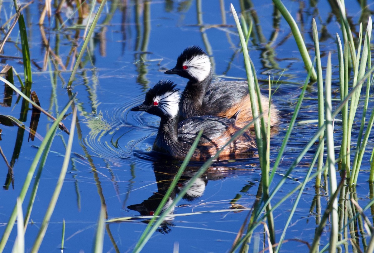 White-tufted Grebe - Ariel Pulgar-Hughes