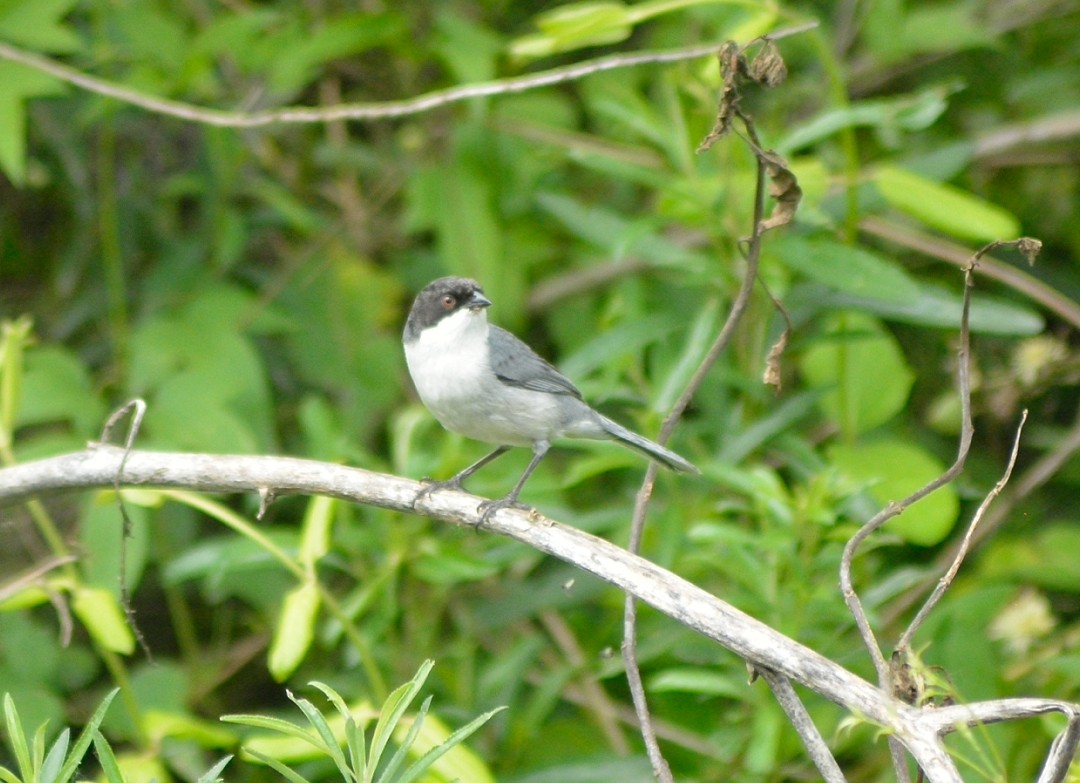 Monterita Cabecinegra - ML38123501