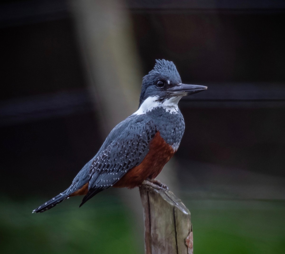 Ringed Kingfisher - ML381235681