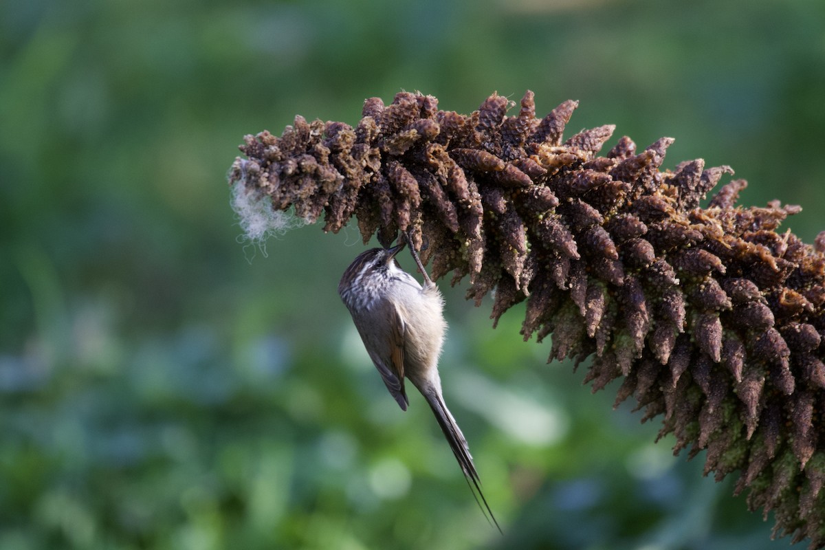 Plain-mantled Tit-Spinetail - ML381235711