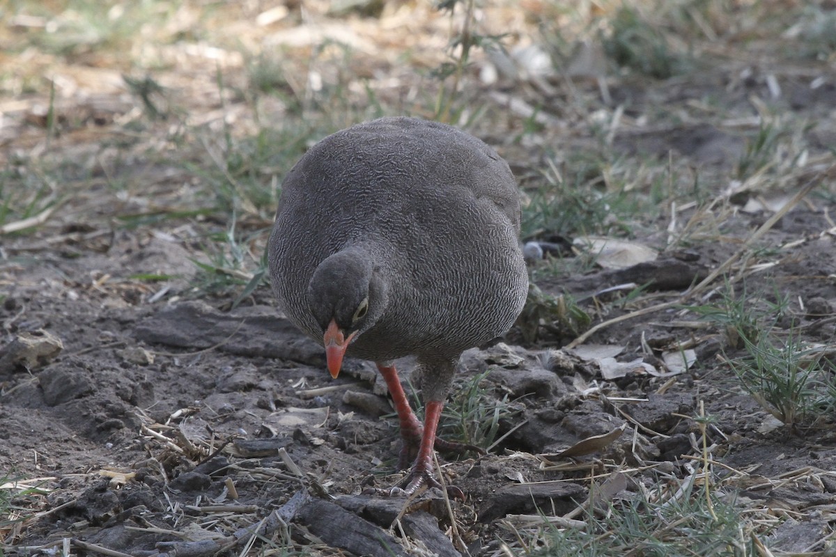 Red-billed Spurfowl - Carlos Villaverde Castilla