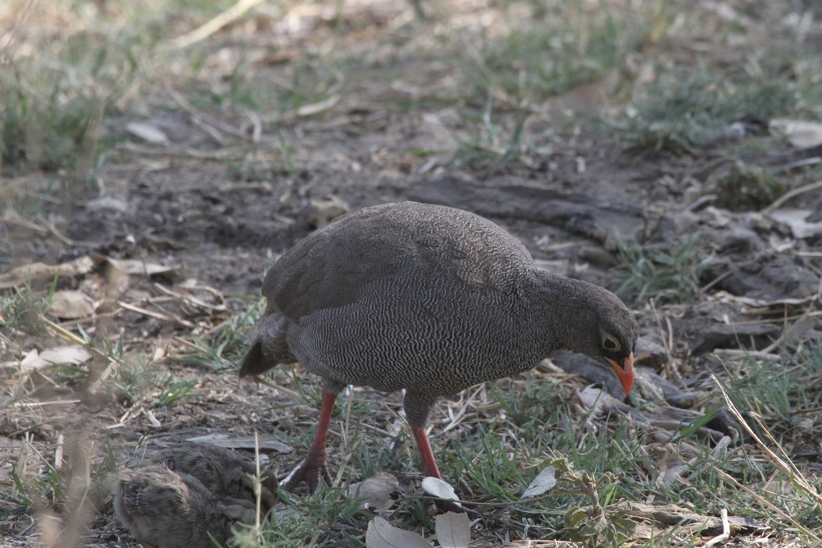 Red-billed Spurfowl - Carlos Villaverde Castilla