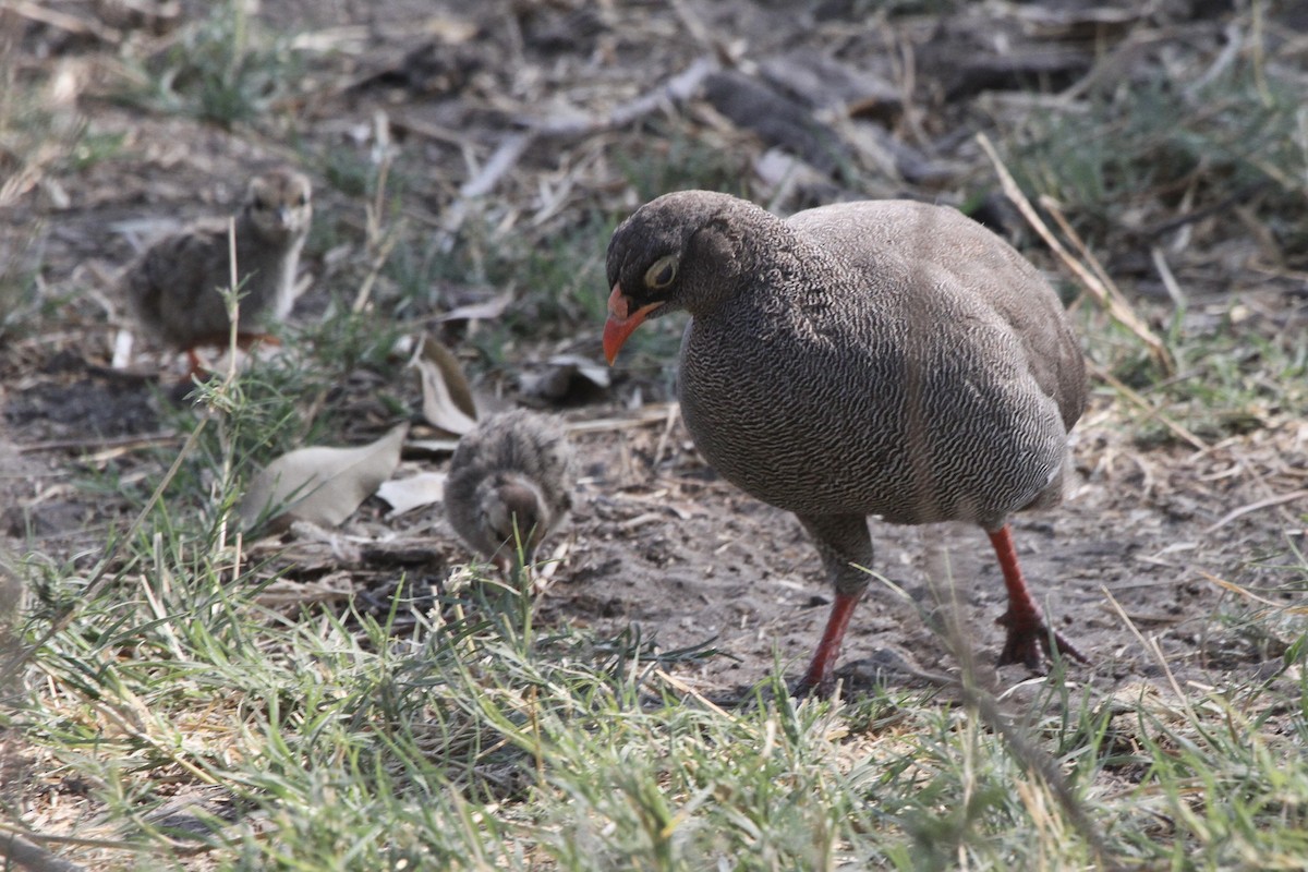 Red-billed Spurfowl - Carlos Villaverde Castilla