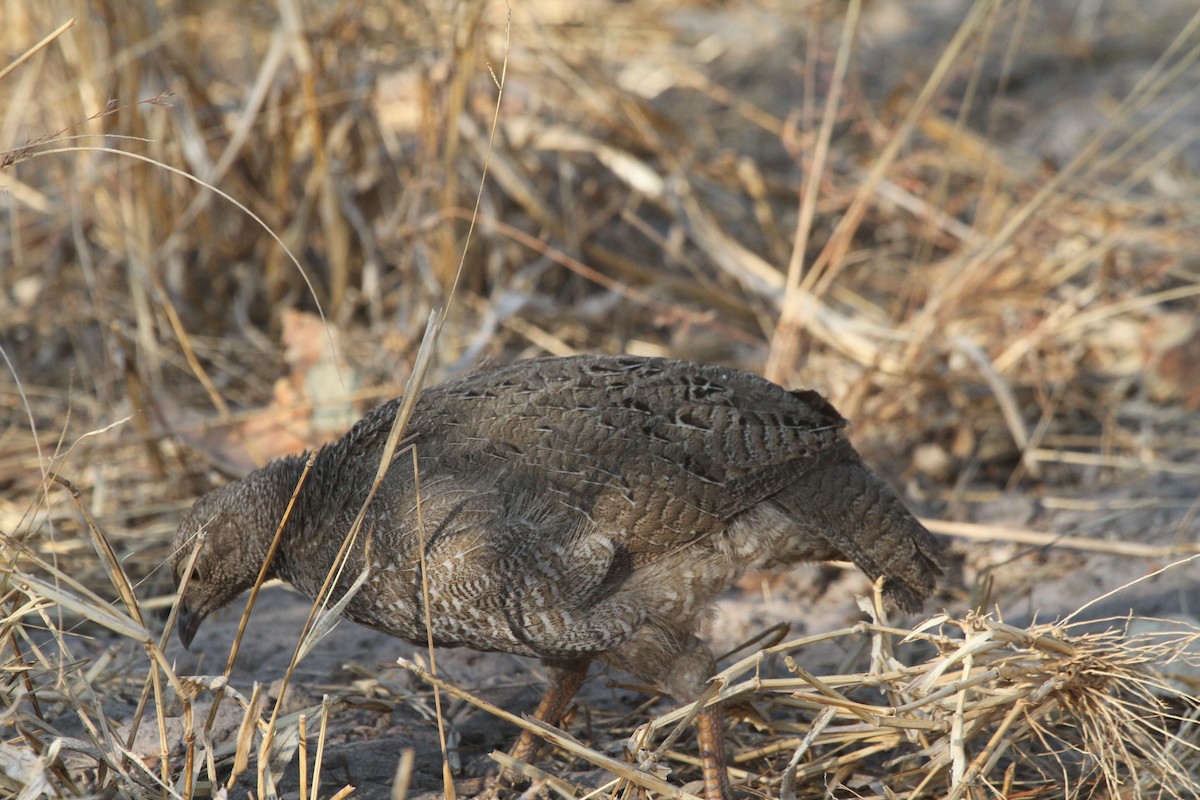 Red-billed Spurfowl - ML381235781